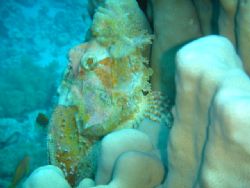 stone fish i took this photo in red see gulf of aqaba.in ... by Abdel Wahab Al Ma`aita 